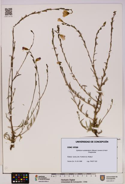 Epilobium subdentatum [Espécimen: UDEC:CONC:0157220]