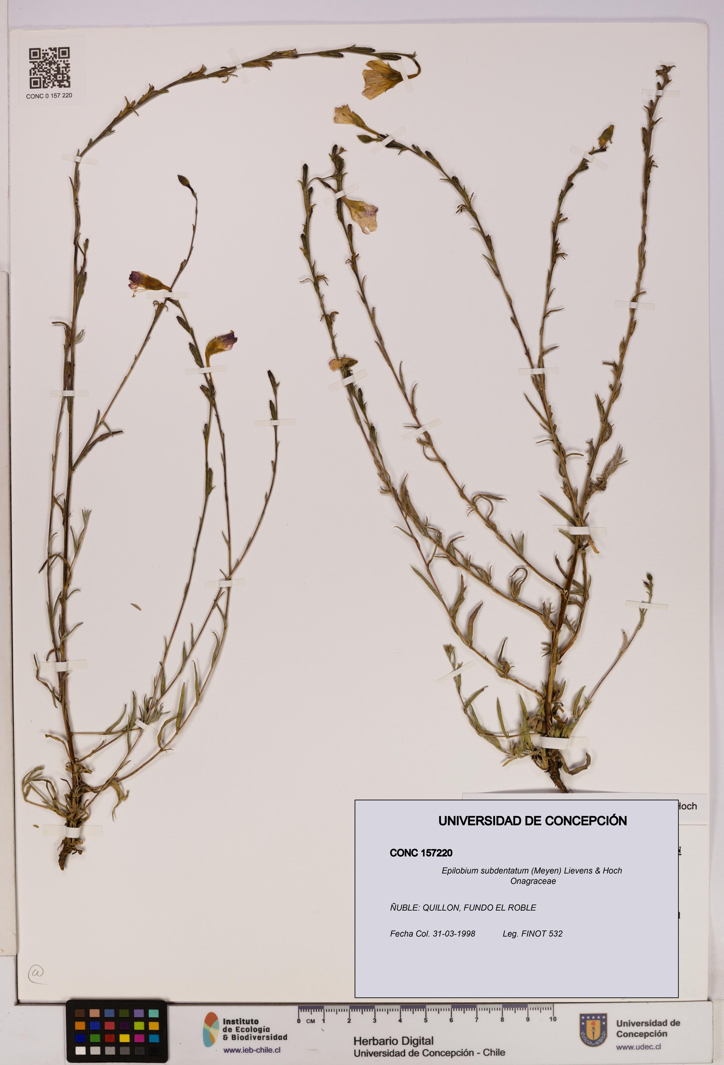 Epilobium subdentatum [Espécimen: UDEC:CONC:0157220]