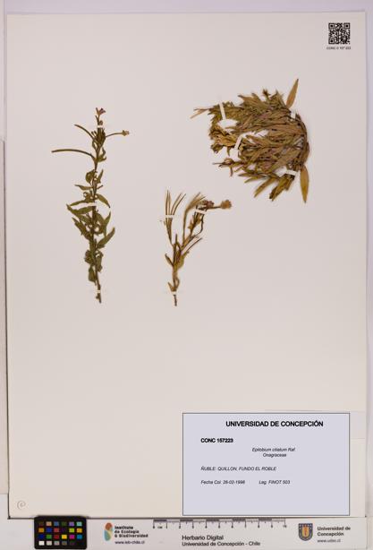 Epilobium ciliatum [Espécimen: UDEC:CONC:0157223]