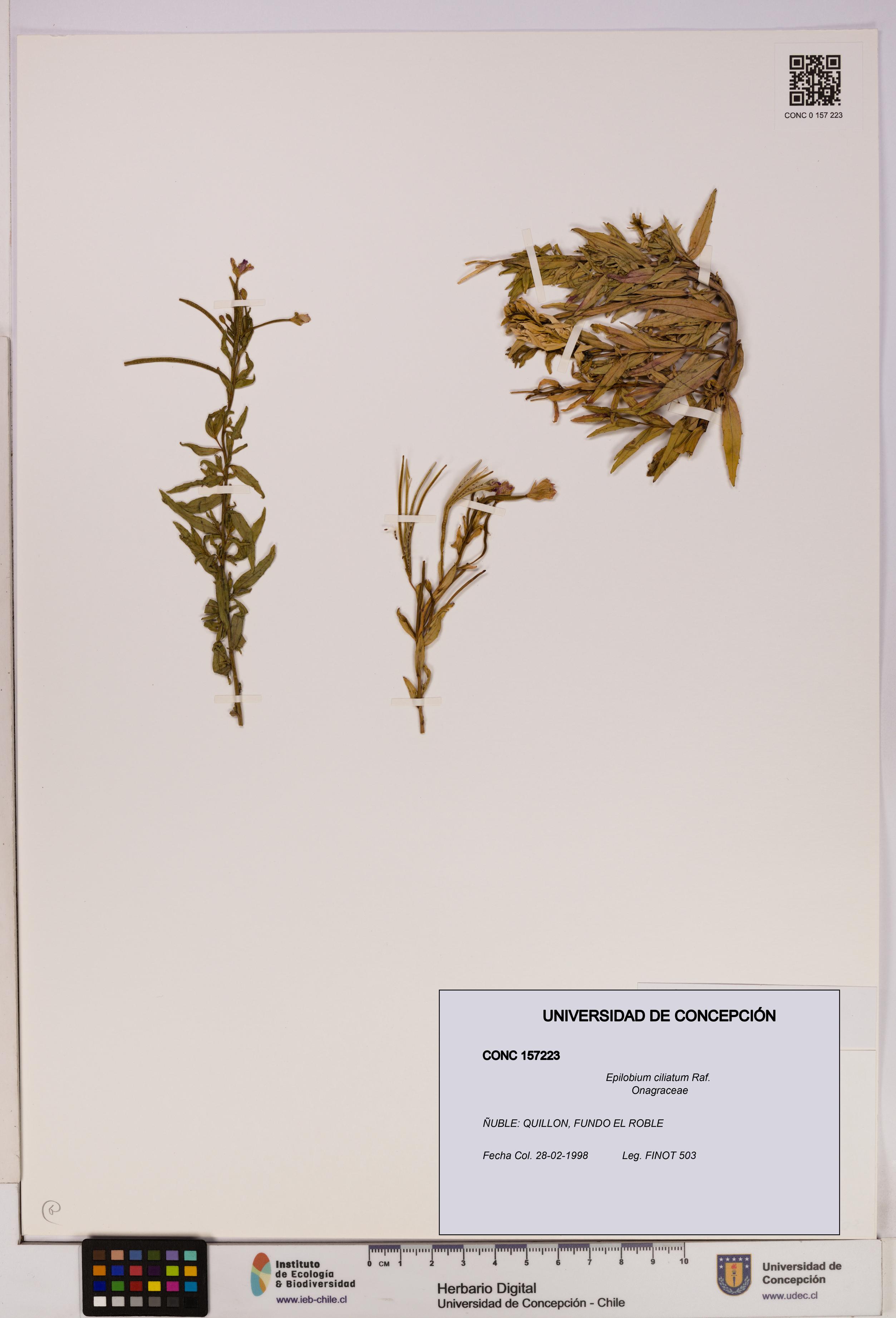 Epilobium ciliatum [Espécimen: UDEC:CONC:0157223]