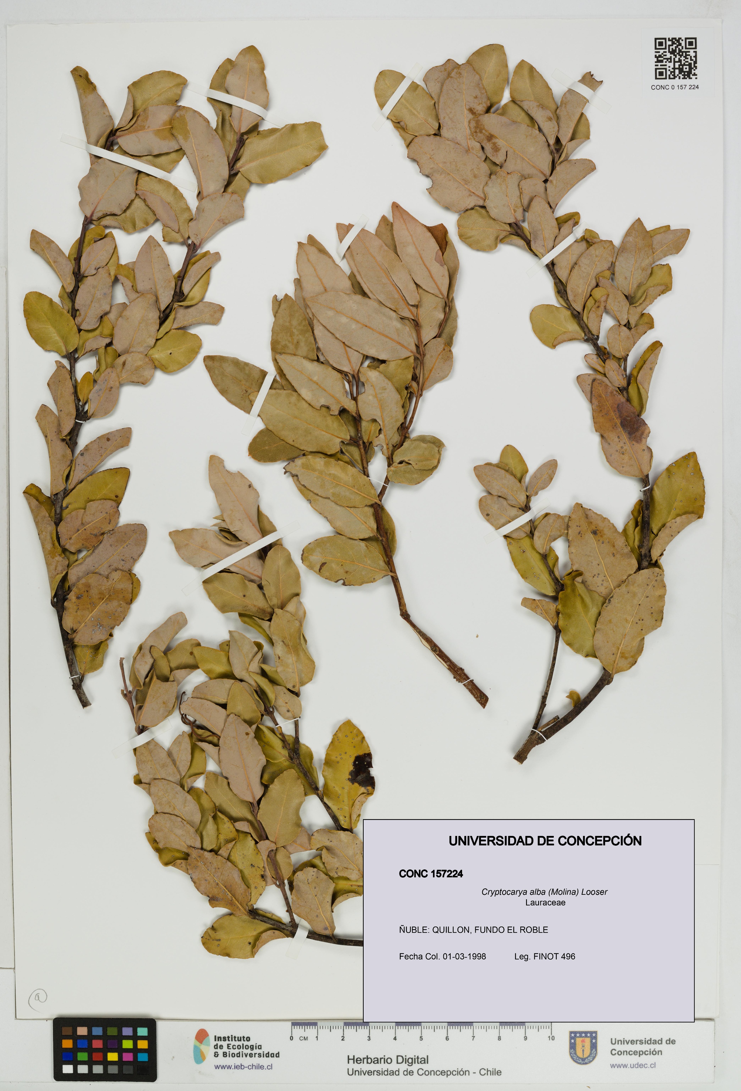 Cryptocarya alba [Espécimen: UDEC:CONC:0157224]