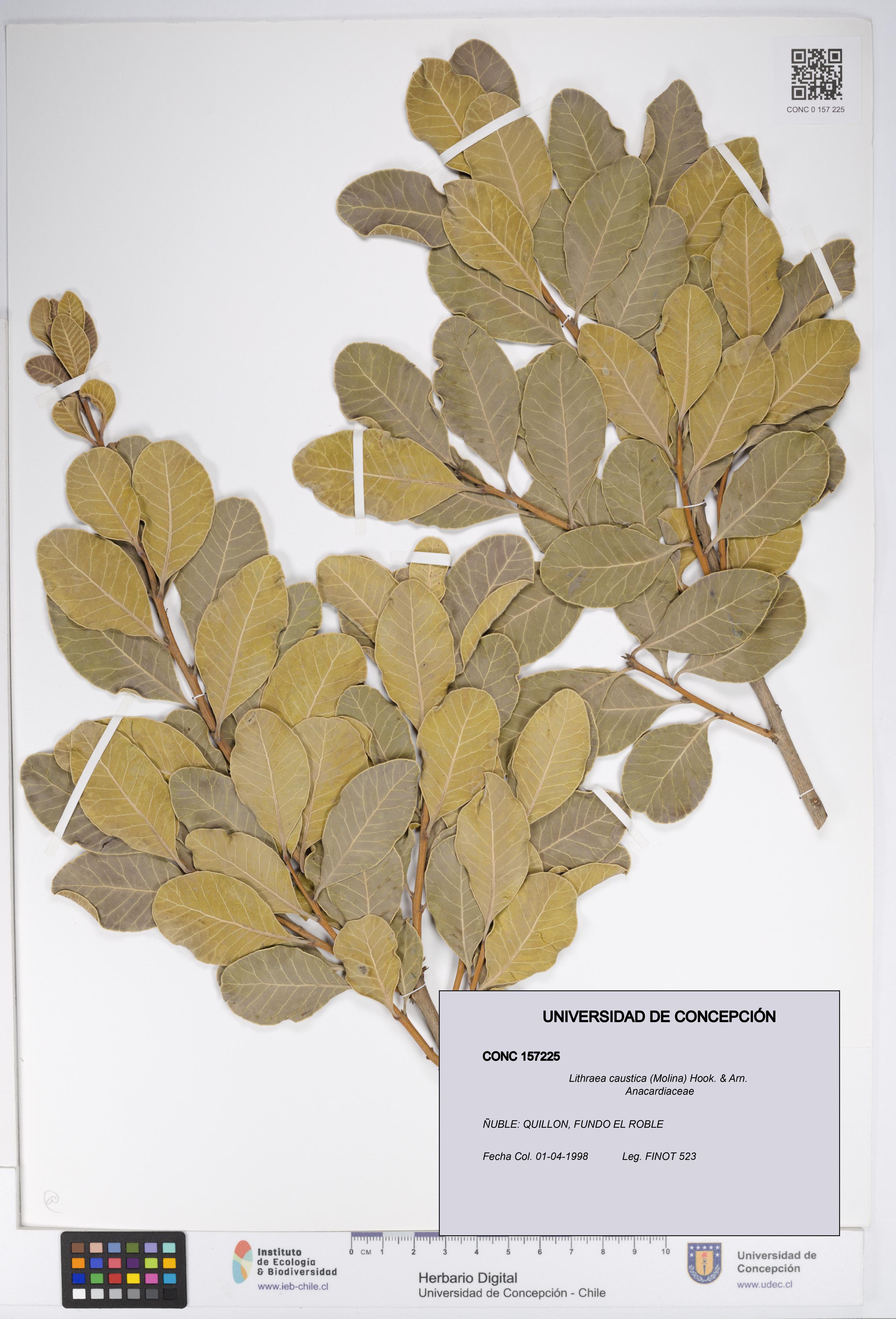 Lithraea caustica [Espécimen: UDEC:CONC:0157225]