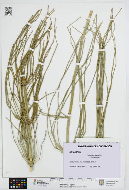 Equisetum giganteum [Espécimen: UDEC:CONC:0157226]