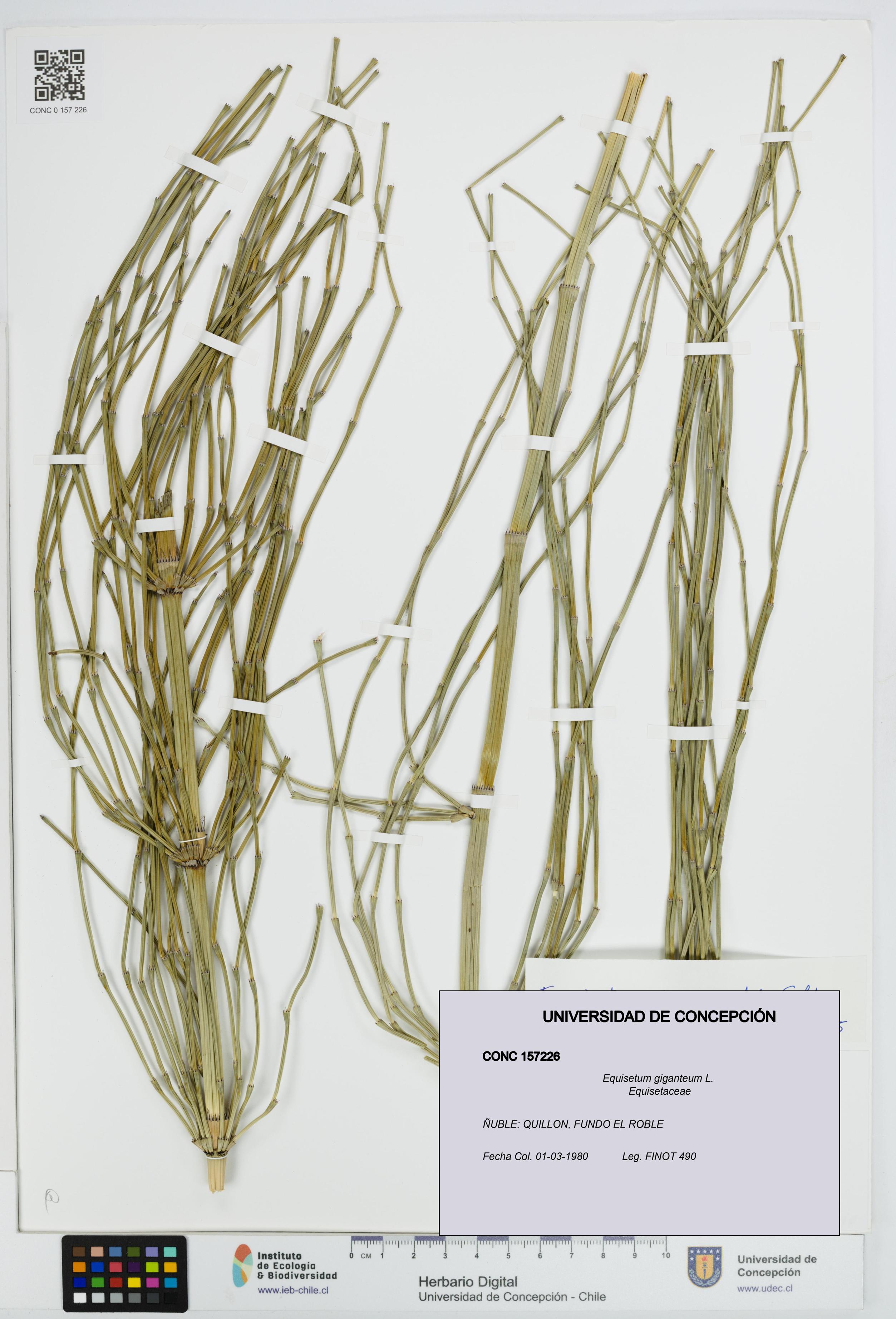Equisetum giganteum [Espécimen: UDEC:CONC:0157226]