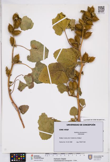 Xanthium strumarium [Espécimen: ]