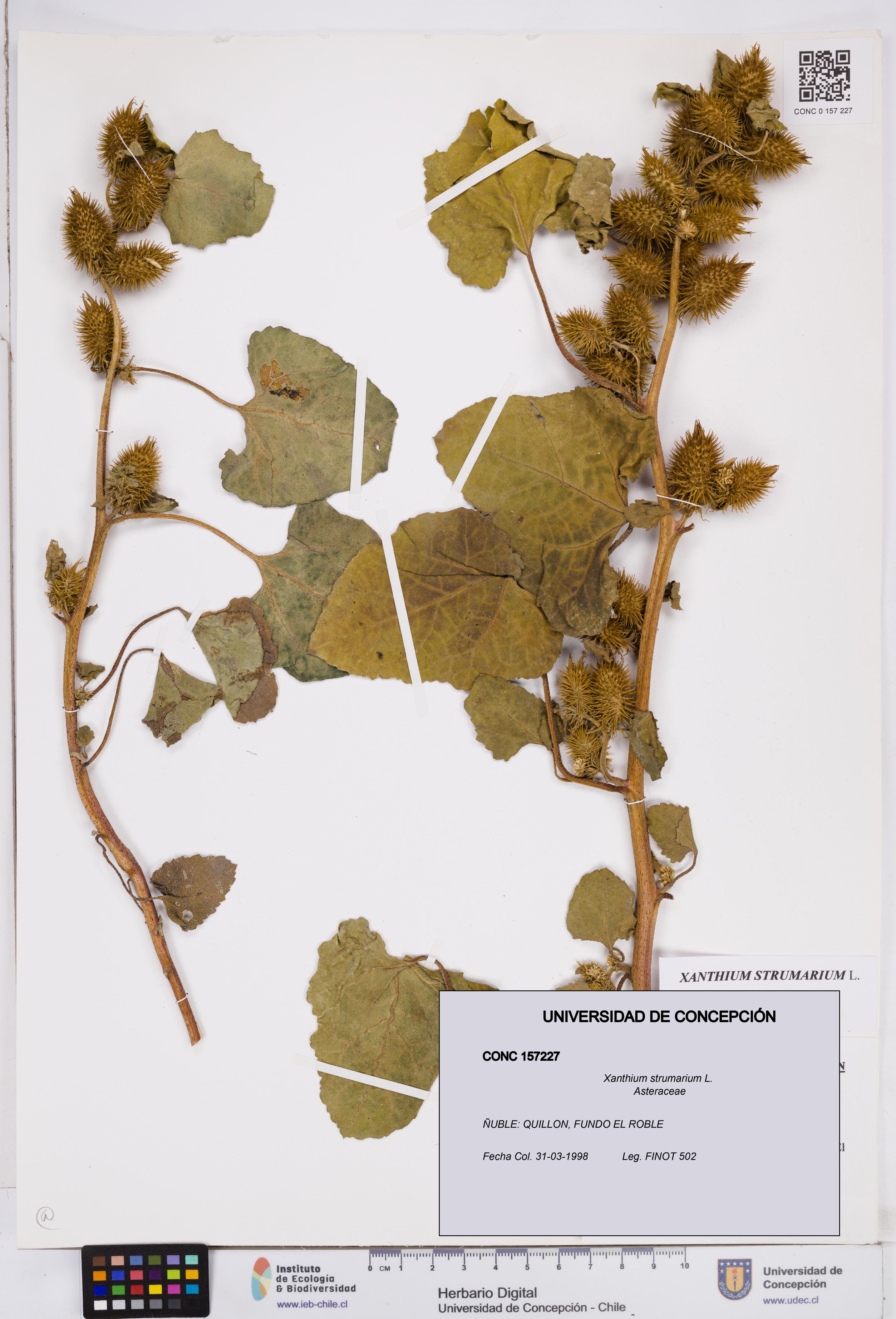 Xanthium strumarium [Espécimen: ]