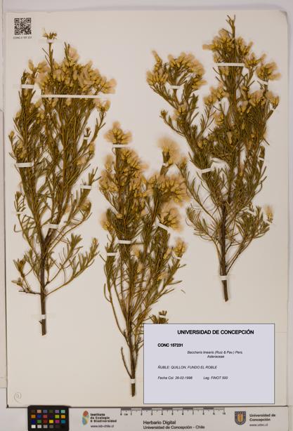 Baccharis linearis [Espécimen: UDEC:CONC:0157231]