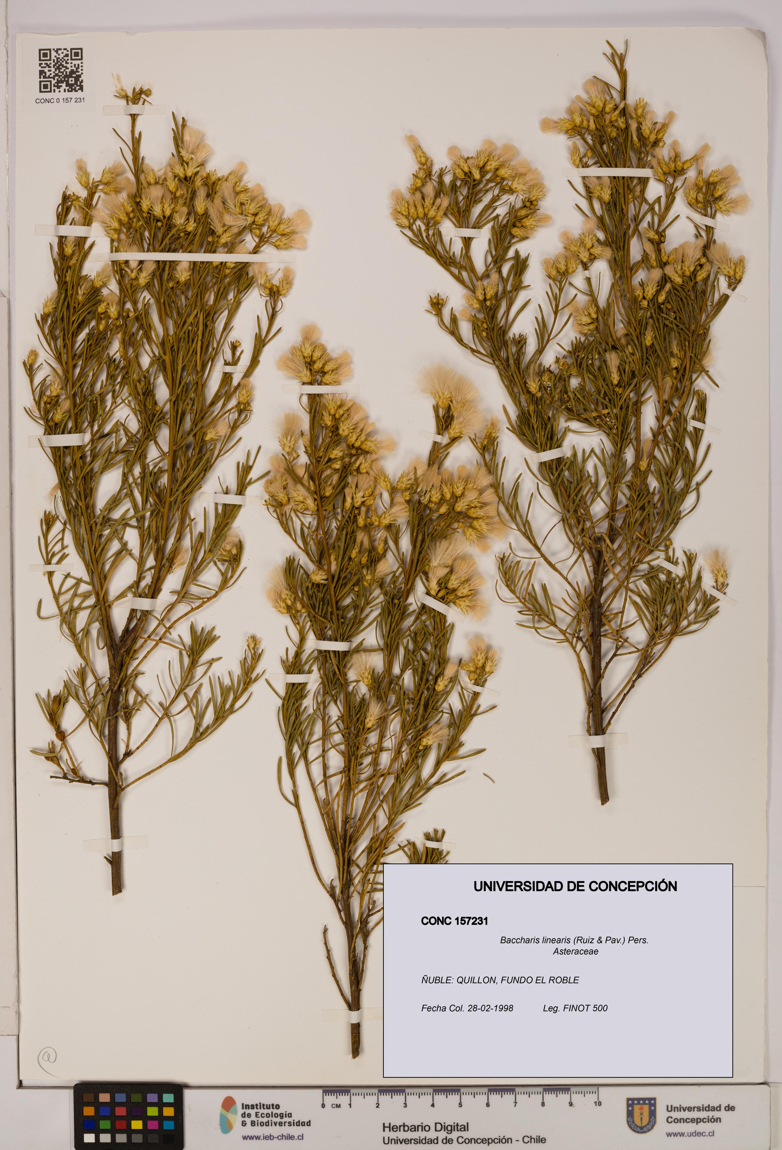 Baccharis linearis [Espécimen: UDEC:CONC:0157231]
