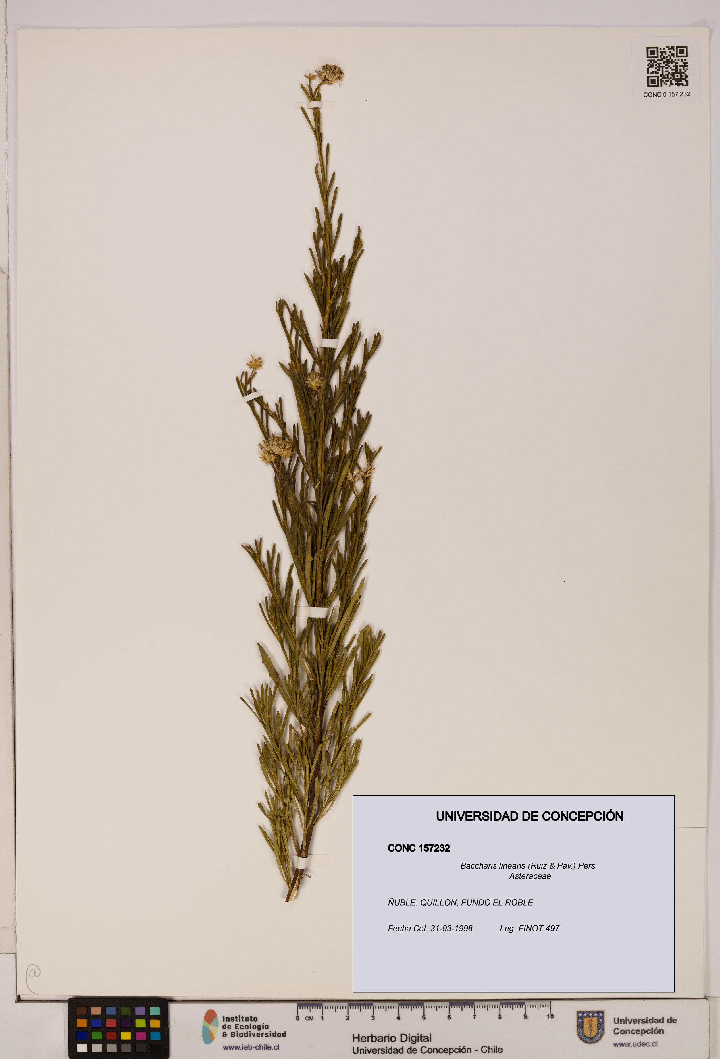 Baccharis linearis [Espécimen: UDEC:CONC:0157232]