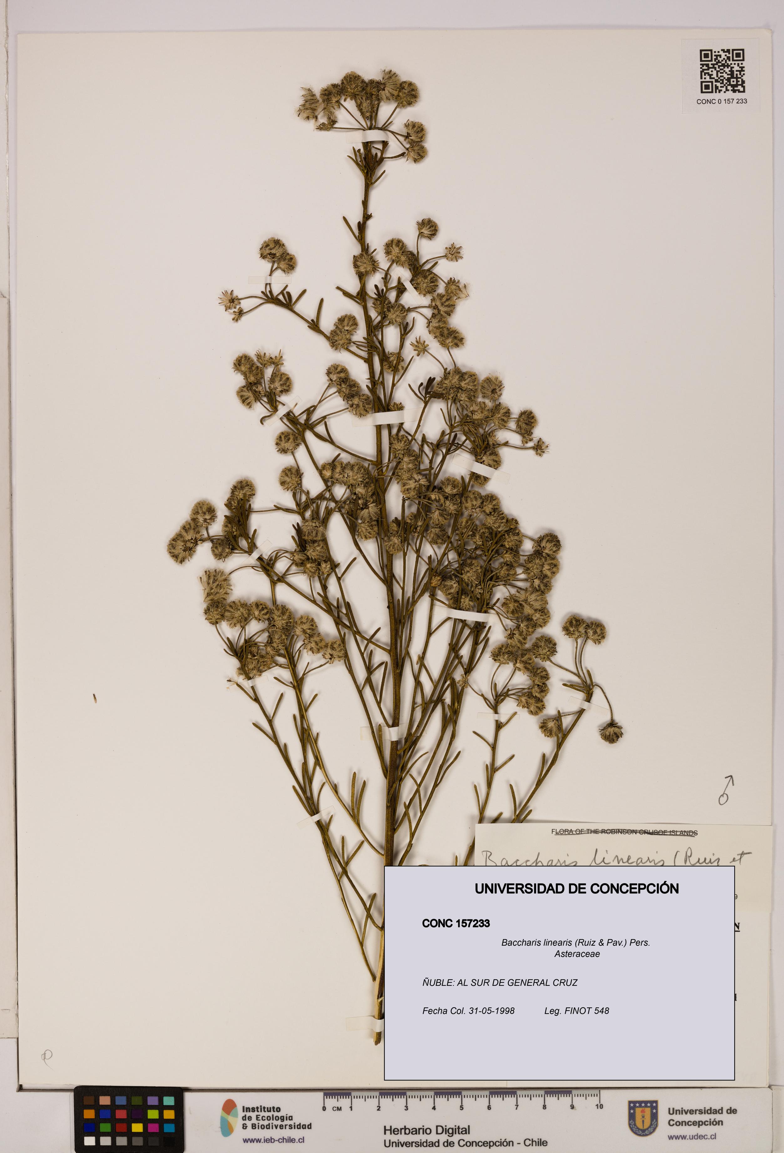 Baccharis linearis [Espécimen: UDEC:CONC:0157233]