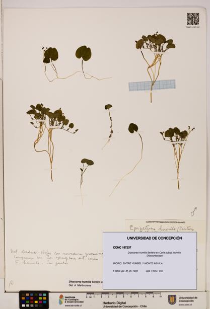 Dioscorea humilis subsp. humilis [Espécimen: ]