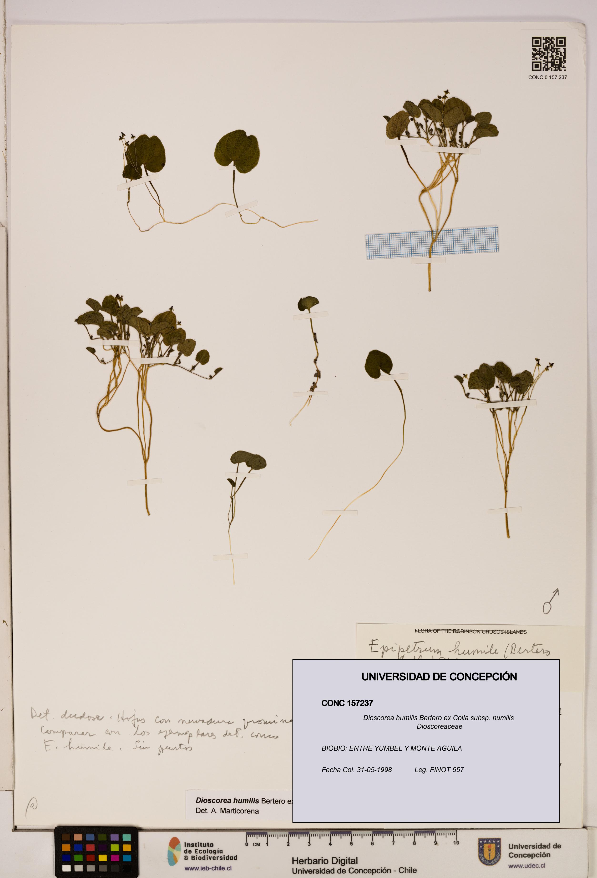 Dioscorea humilis subsp. humilis [Espécimen: ]