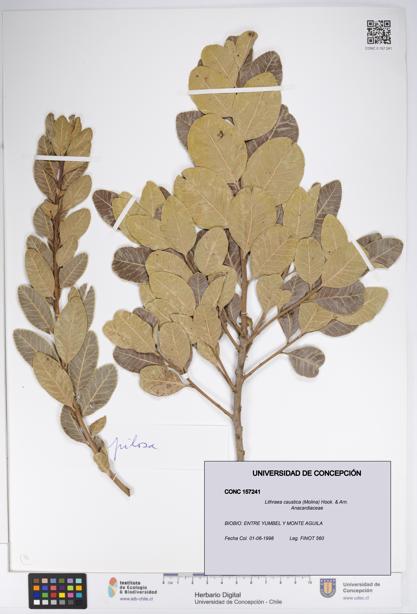 Lithraea caustica [Espécimen: UDEC:CONC:0157241]