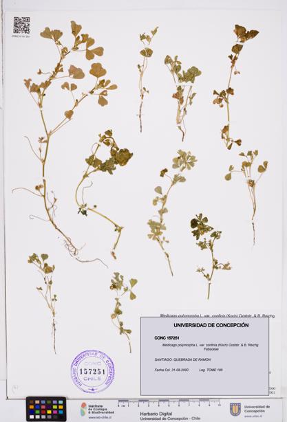 Medicago polymorpha var. confinis [Espécimen: ]
