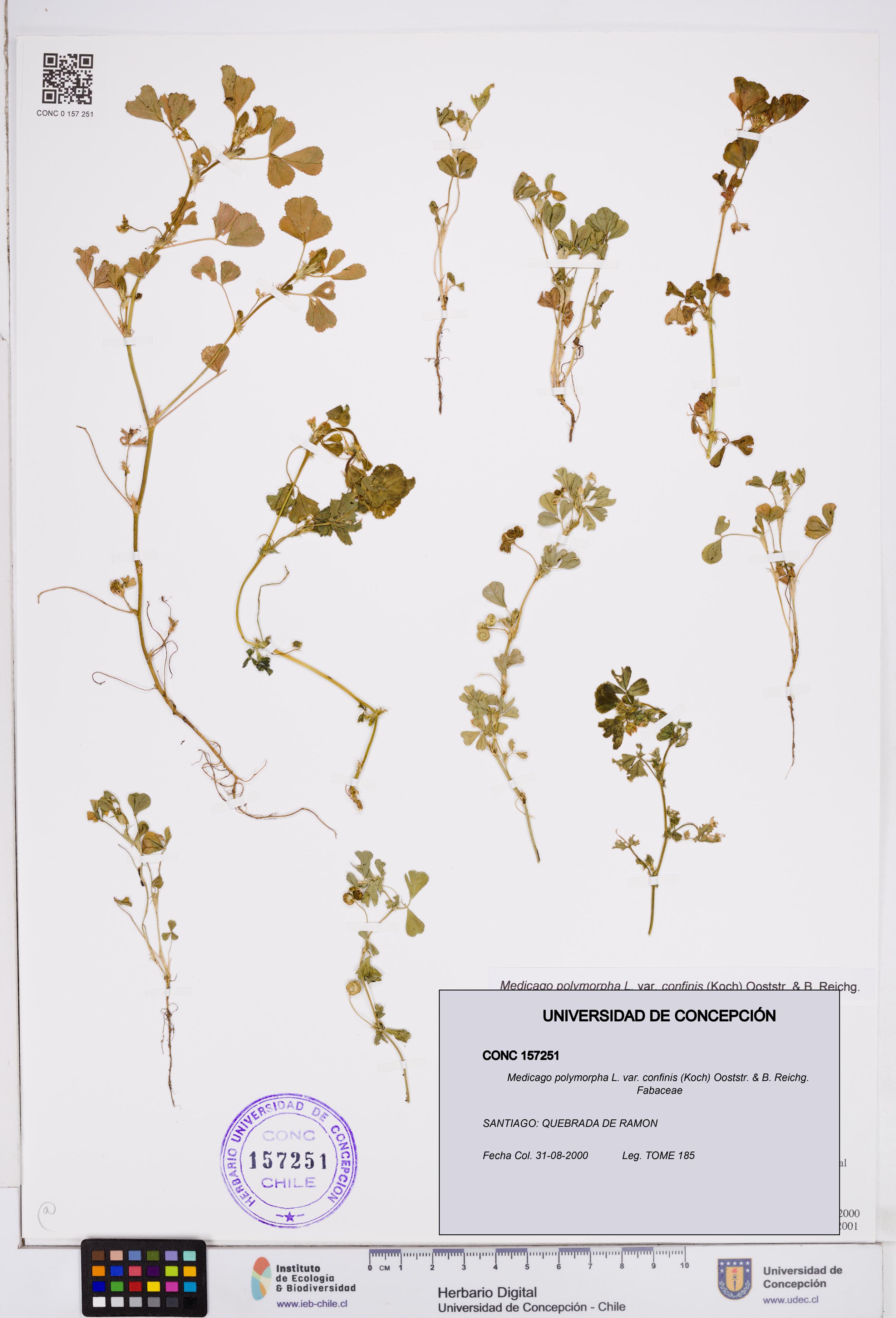 Medicago polymorpha var. confinis [Espécimen: ]