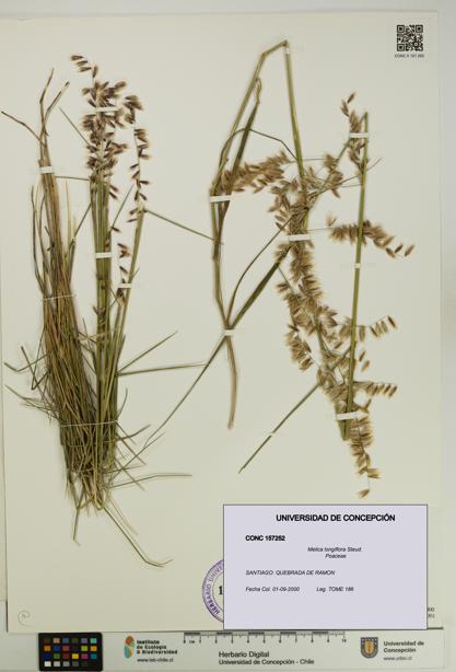 Melica longiflora [Espécimen: UDEC:CONC:0157252]