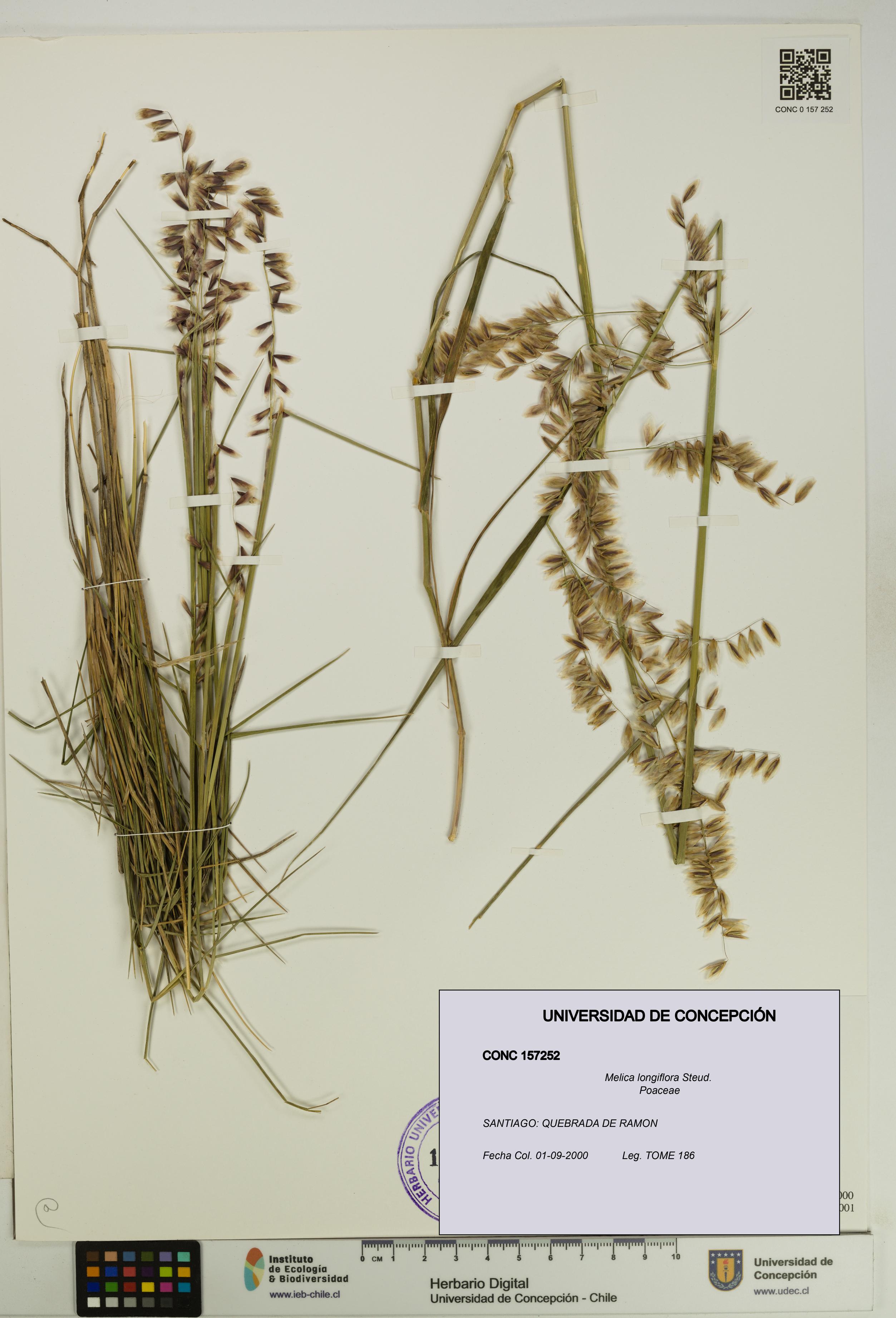 Melica longiflora [Espécimen: UDEC:CONC:0157252]