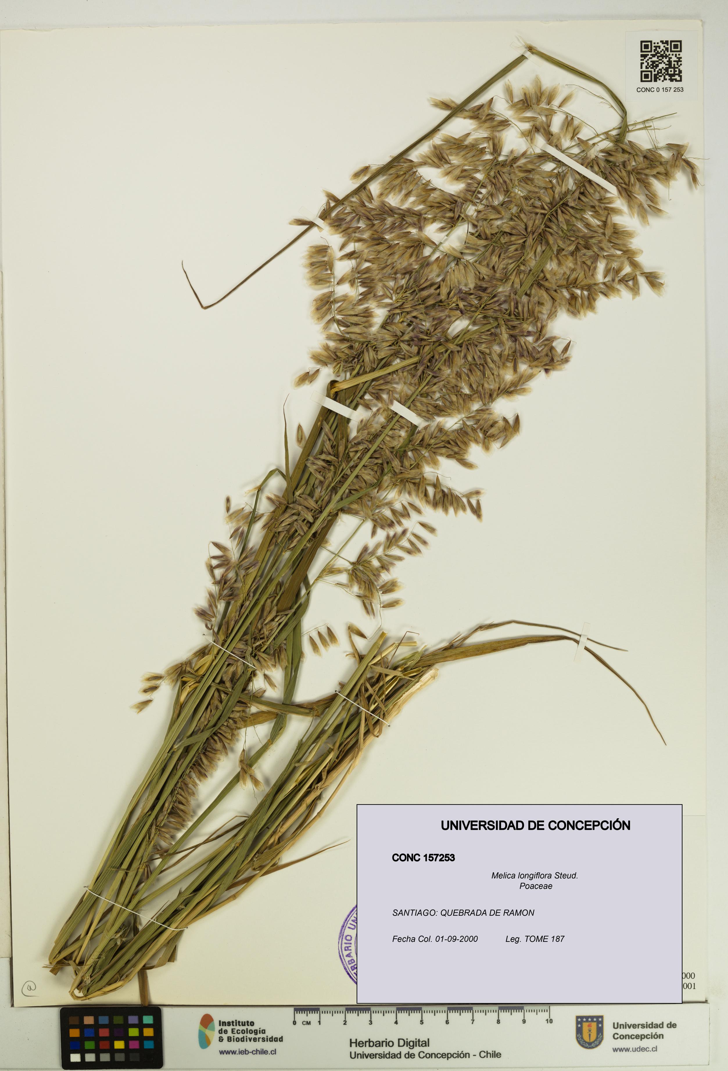 Melica longiflora [Espécimen: UDEC:CONC:0157253]