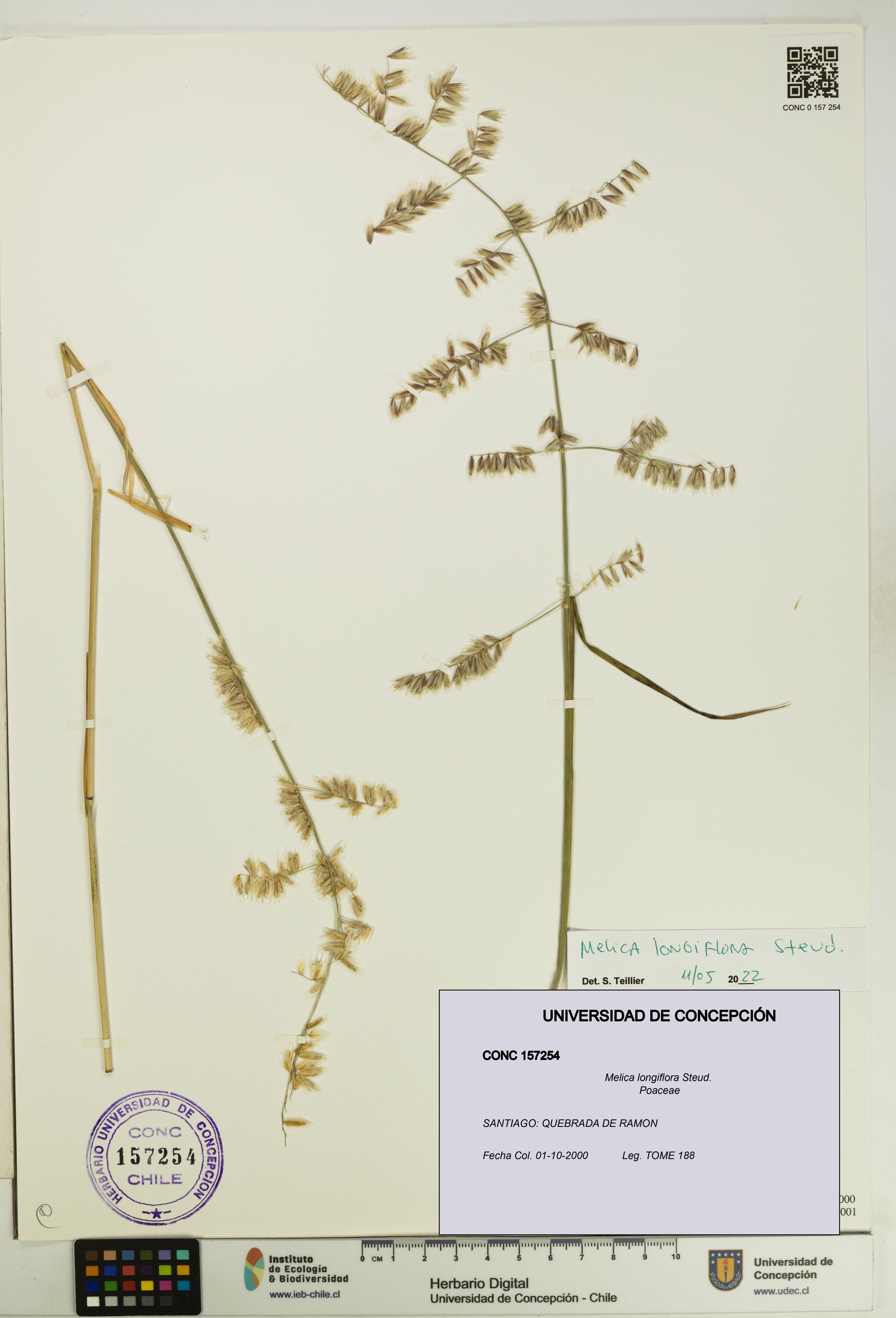 Melica longiflora [Espécimen: UDEC:CONC:0157254]