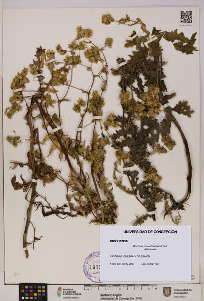 Moscharia pinnatifida [Espécimen: UDEC:CONC:0157256]
