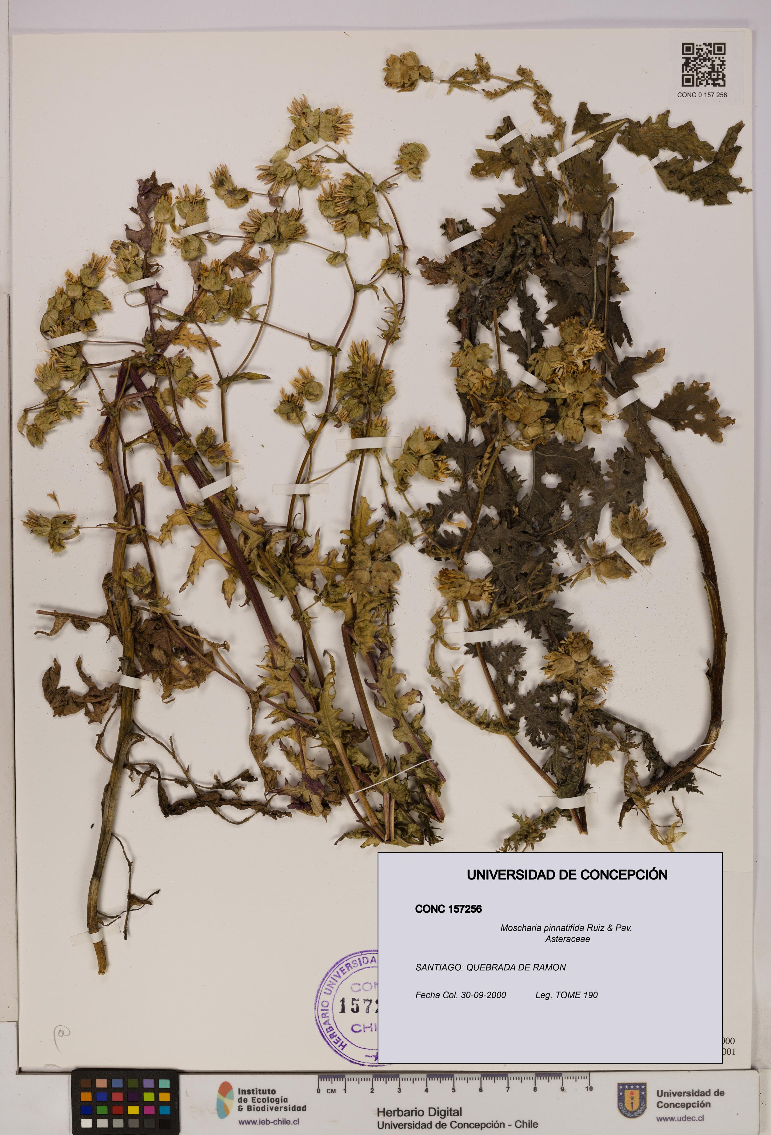 Moscharia pinnatifida [Espécimen: UDEC:CONC:0157256]