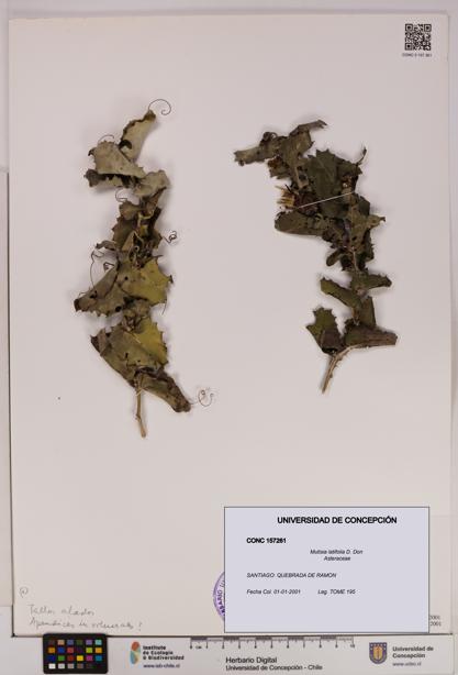 Mutisia latifolia [Espécimen: UDEC:CONC:0157261]