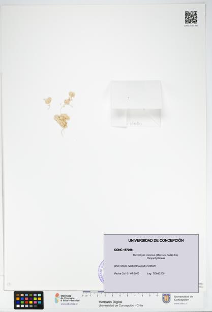 Microphyes minimus [Espécimen: ]