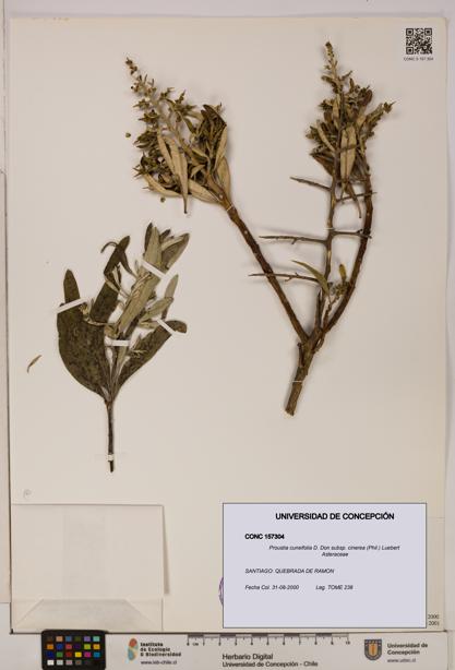 Proustia cuneifolia subsp. cinerea [Espécimen: UDEC:CONC:0157304]