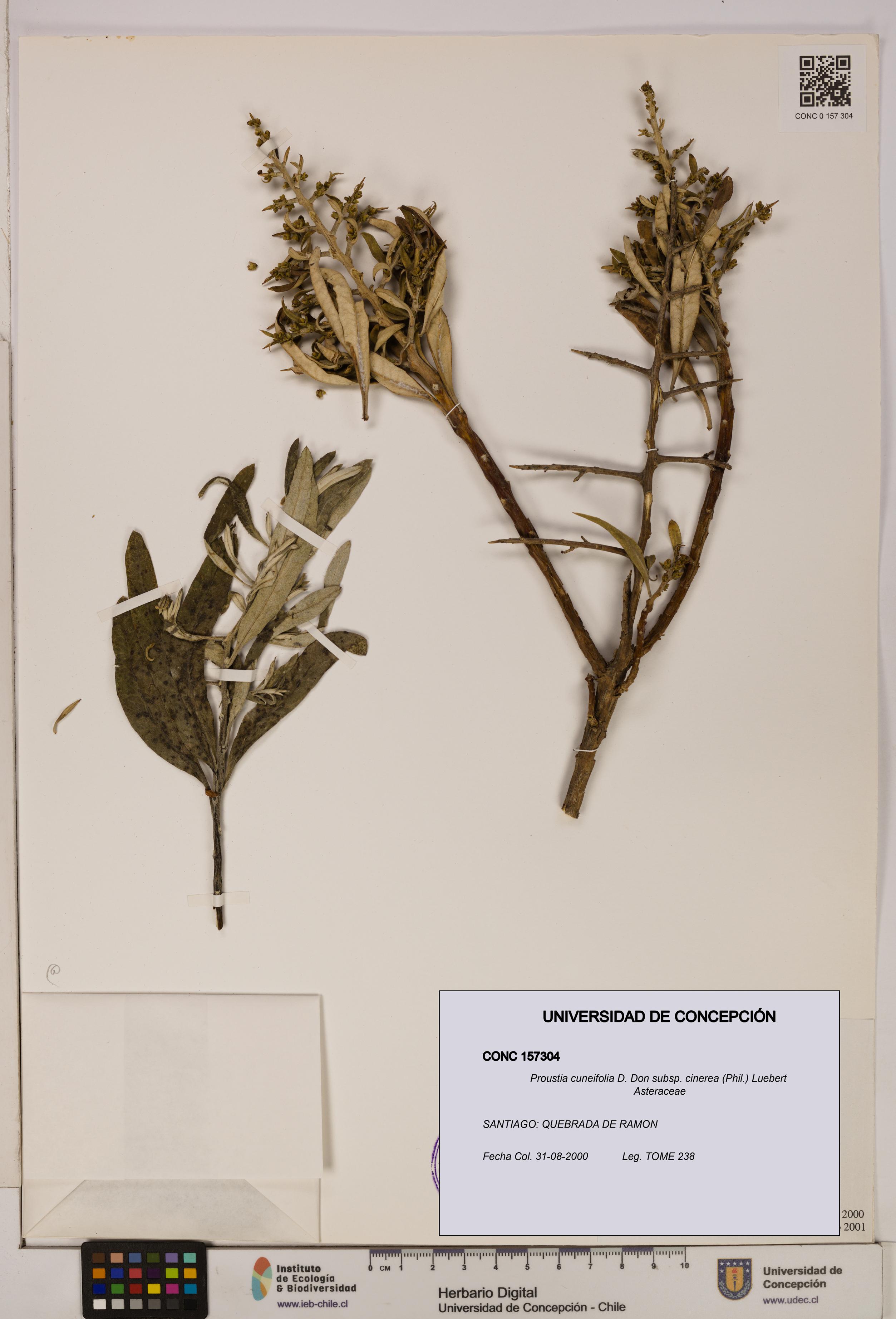 Proustia cuneifolia subsp. cinerea [Espécimen: UDEC:CONC:0157304]