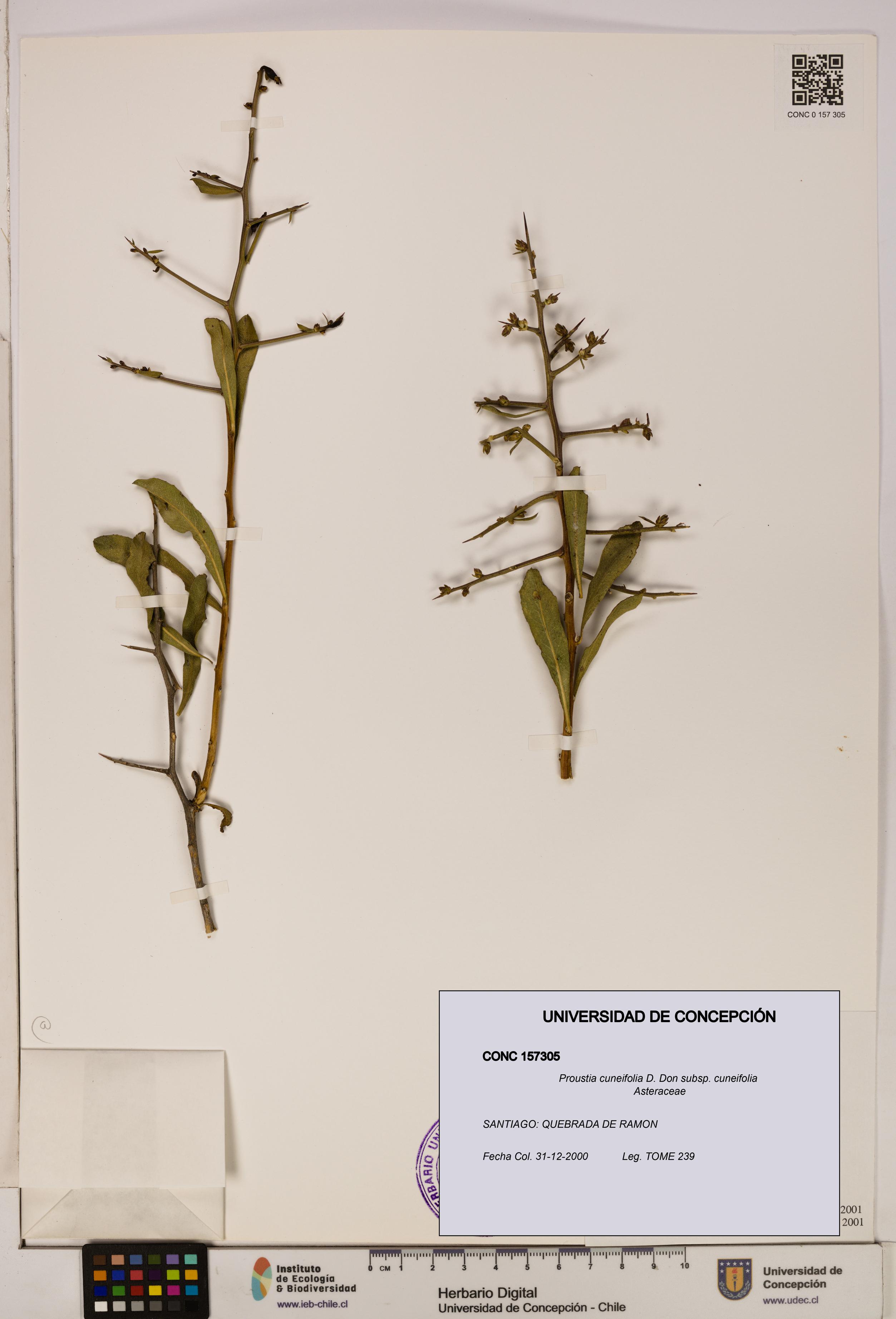 Proustia cuneifolia subsp. cuneifolia [Espécimen: UDEC:CONC:0157305]