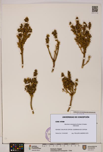 Baccharis tola [Espécimen: UDEC:CONC:0157308]
