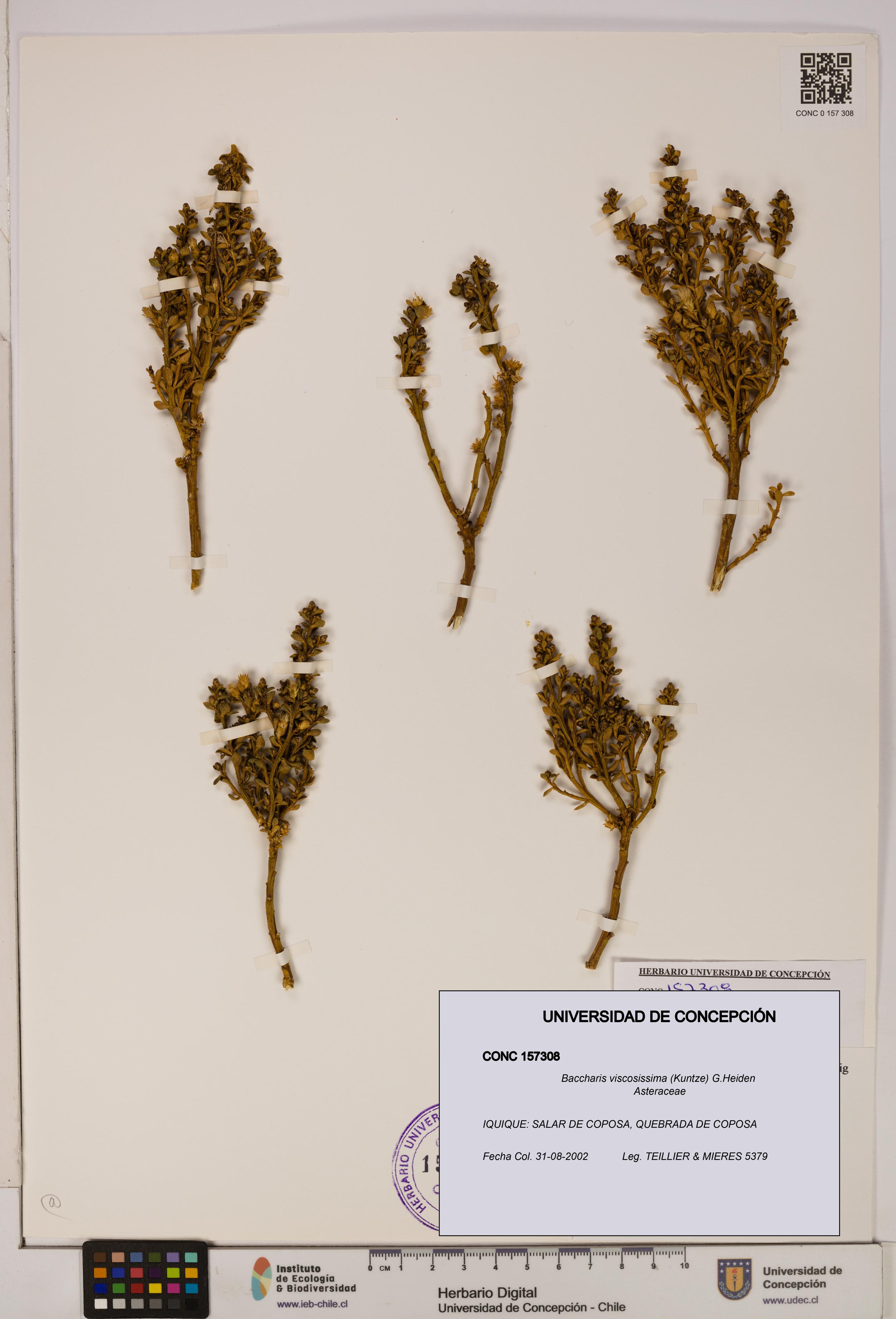 Baccharis tola [Espécimen: UDEC:CONC:0157308]