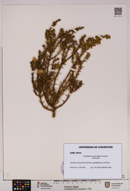 Parastrephia lucida [Espécimen: UDEC:CONC:0157312]