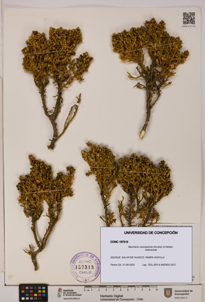 Baccharis tola [Espécimen: UDEC:CONC:0157313]
