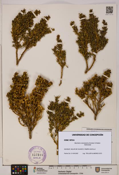 Baccharis tola [Espécimen: UDEC:CONC:0157314]