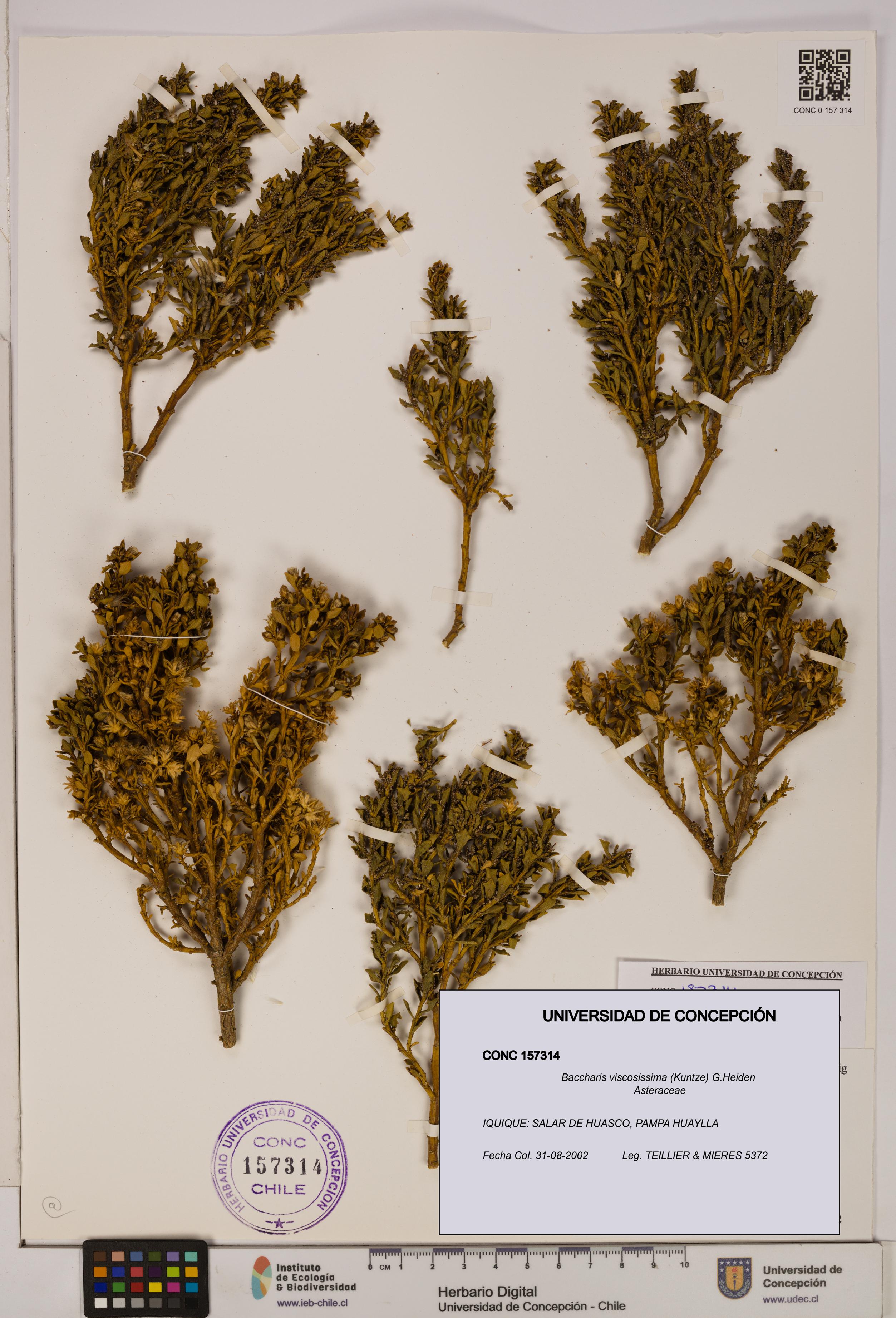 Baccharis tola [Espécimen: UDEC:CONC:0157314]