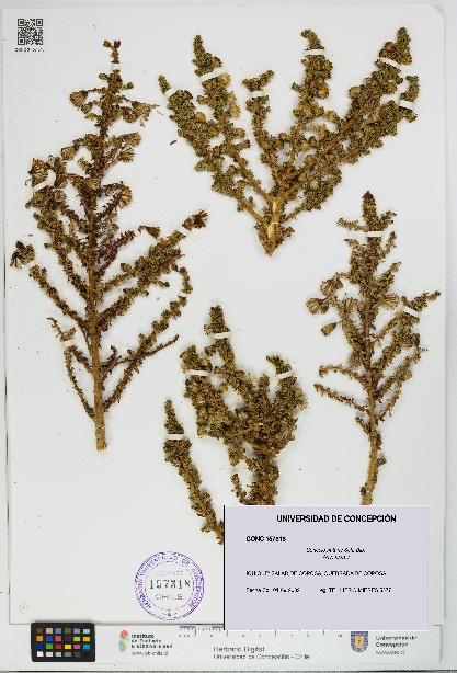Senecio nutans [Espécimen: UDEC:CONC:0157318]
