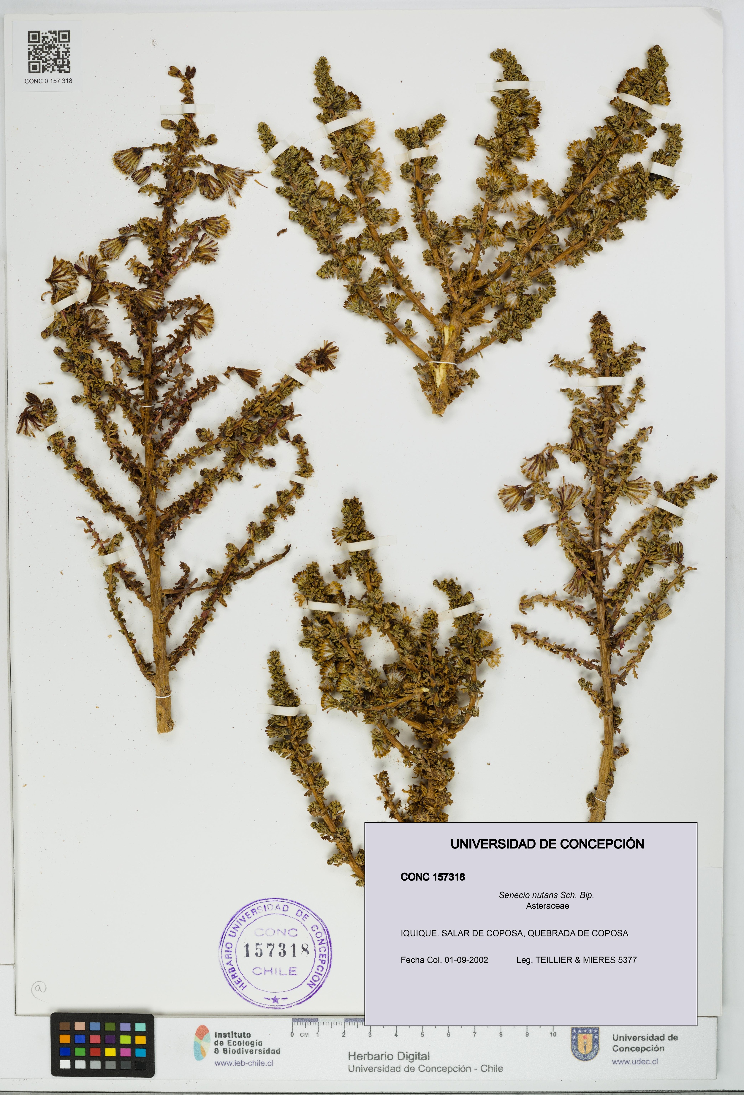 Senecio nutans [Espécimen: UDEC:CONC:0157318]