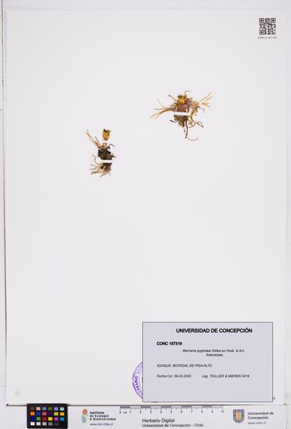 Werneria pygmaea [Espécimen: ]