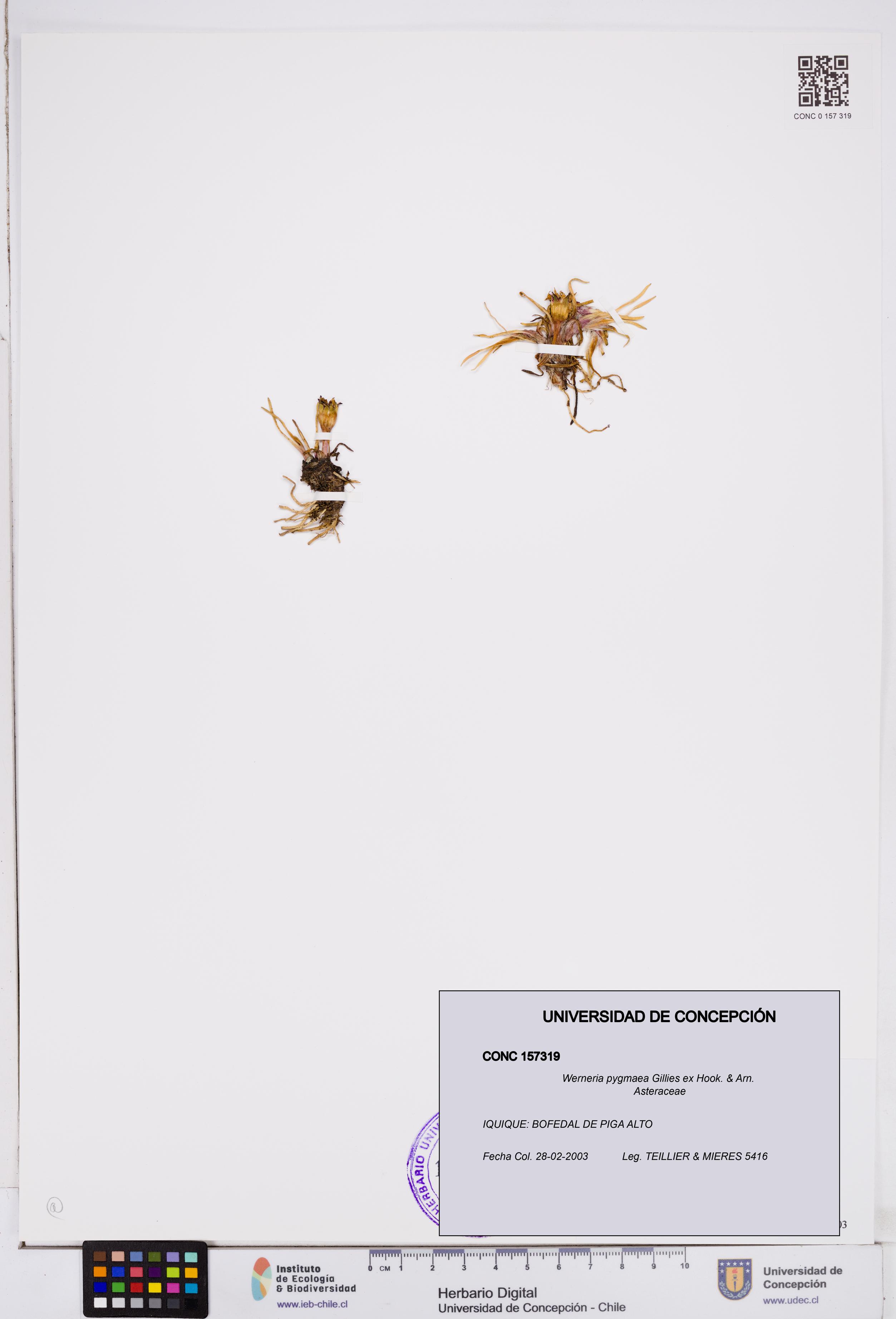 Werneria pygmaea [Espécimen: ]
