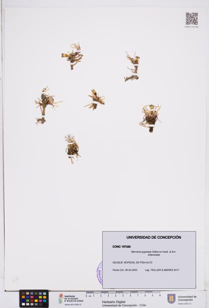 Werneria pygmaea [Espécimen: ]