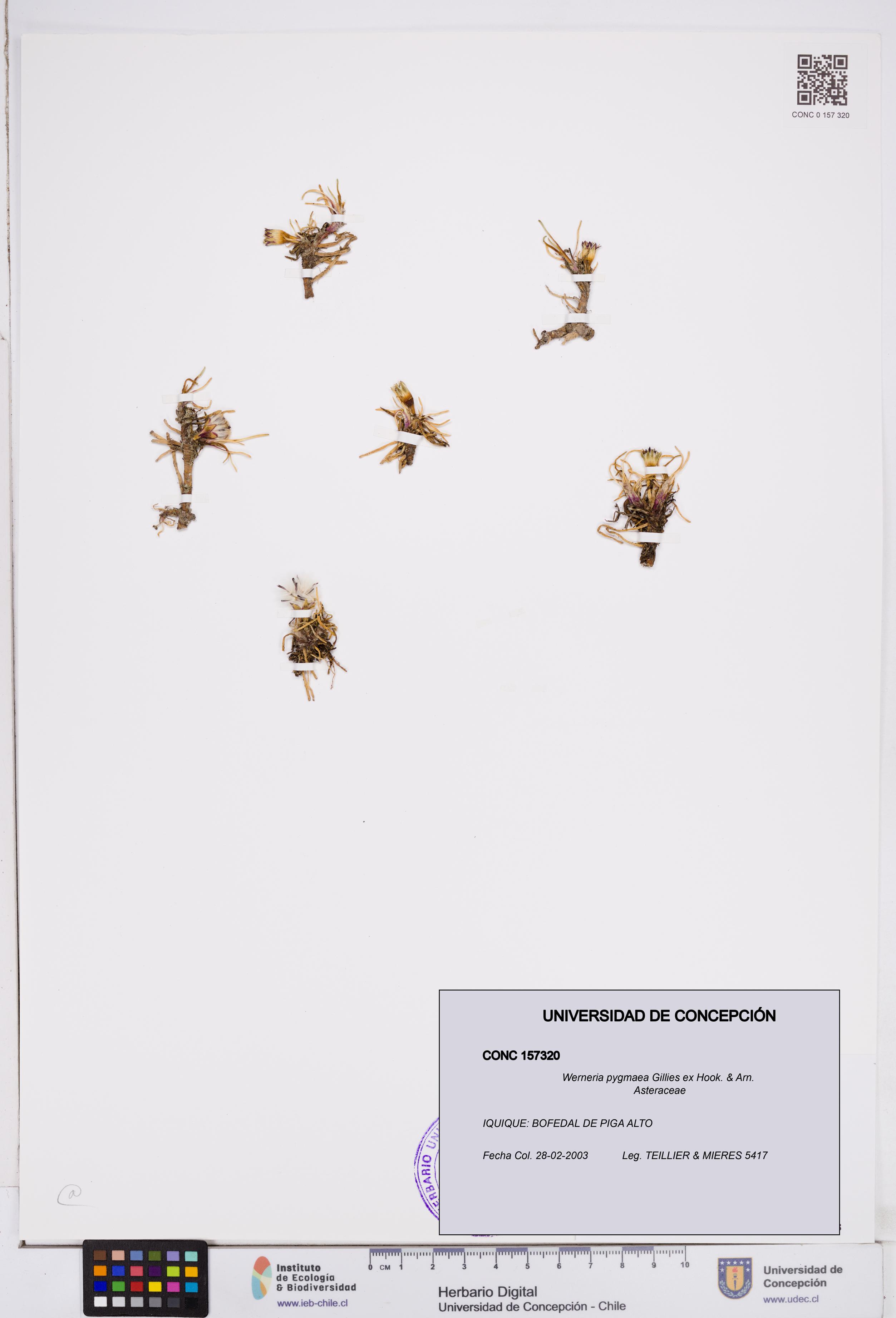 Werneria pygmaea [Espécimen: ]