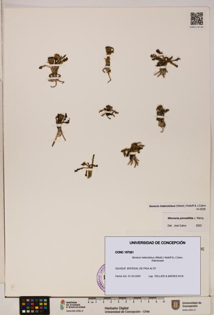 Senecio heterolobus [Espécimen: ]