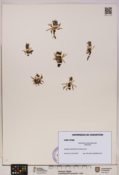 Hypochaeris taraxacoides [Espécimen: UDEC:CONC:0157322]