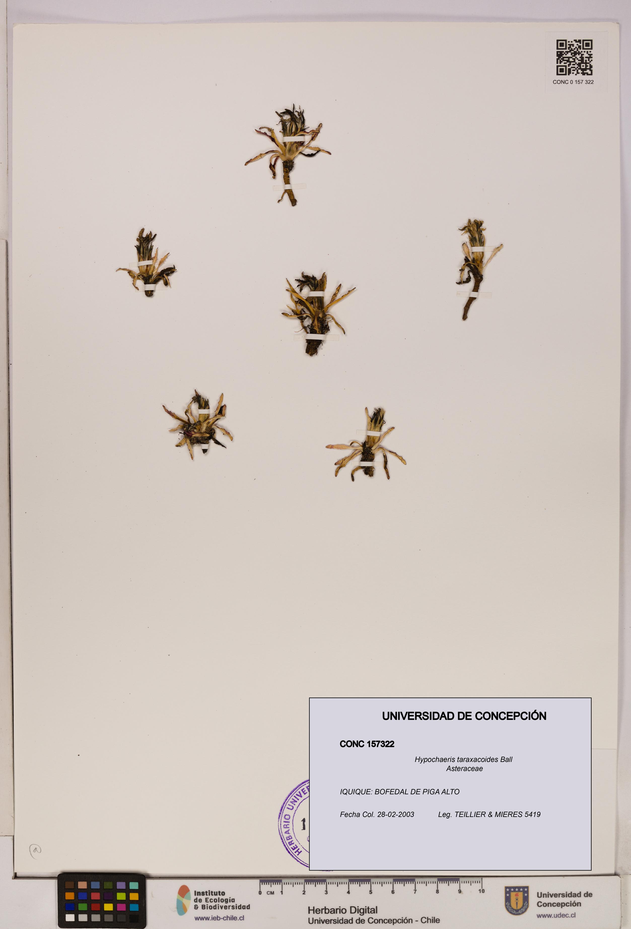 Hypochaeris taraxacoides [Espécimen: UDEC:CONC:0157322]