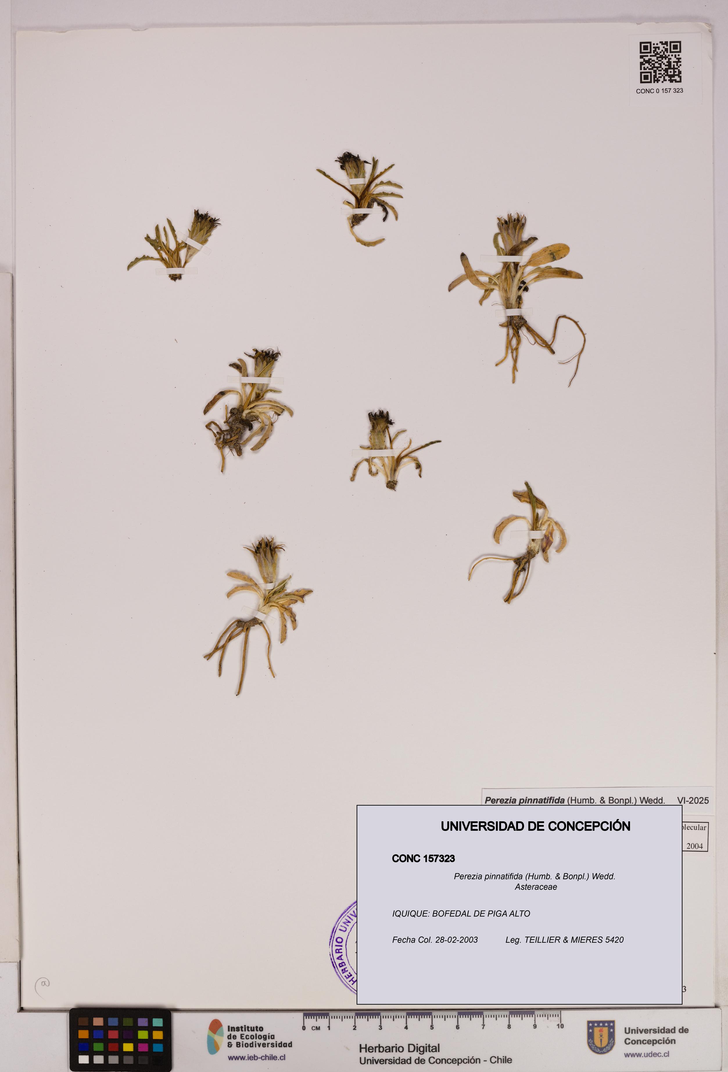 Perezia pinnatifida [Espécimen: UDEC:CONC:0157323]