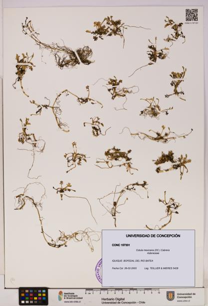 Cotula mexicana [Espécimen: UDEC:CONC:0157331]