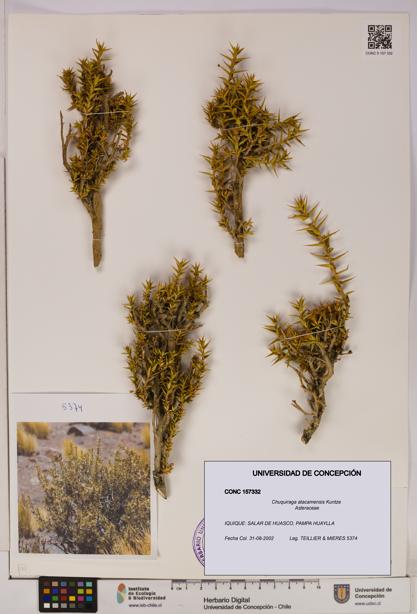 Chuquiraga atacamensis [Espécimen: UDEC:CONC:0157332]