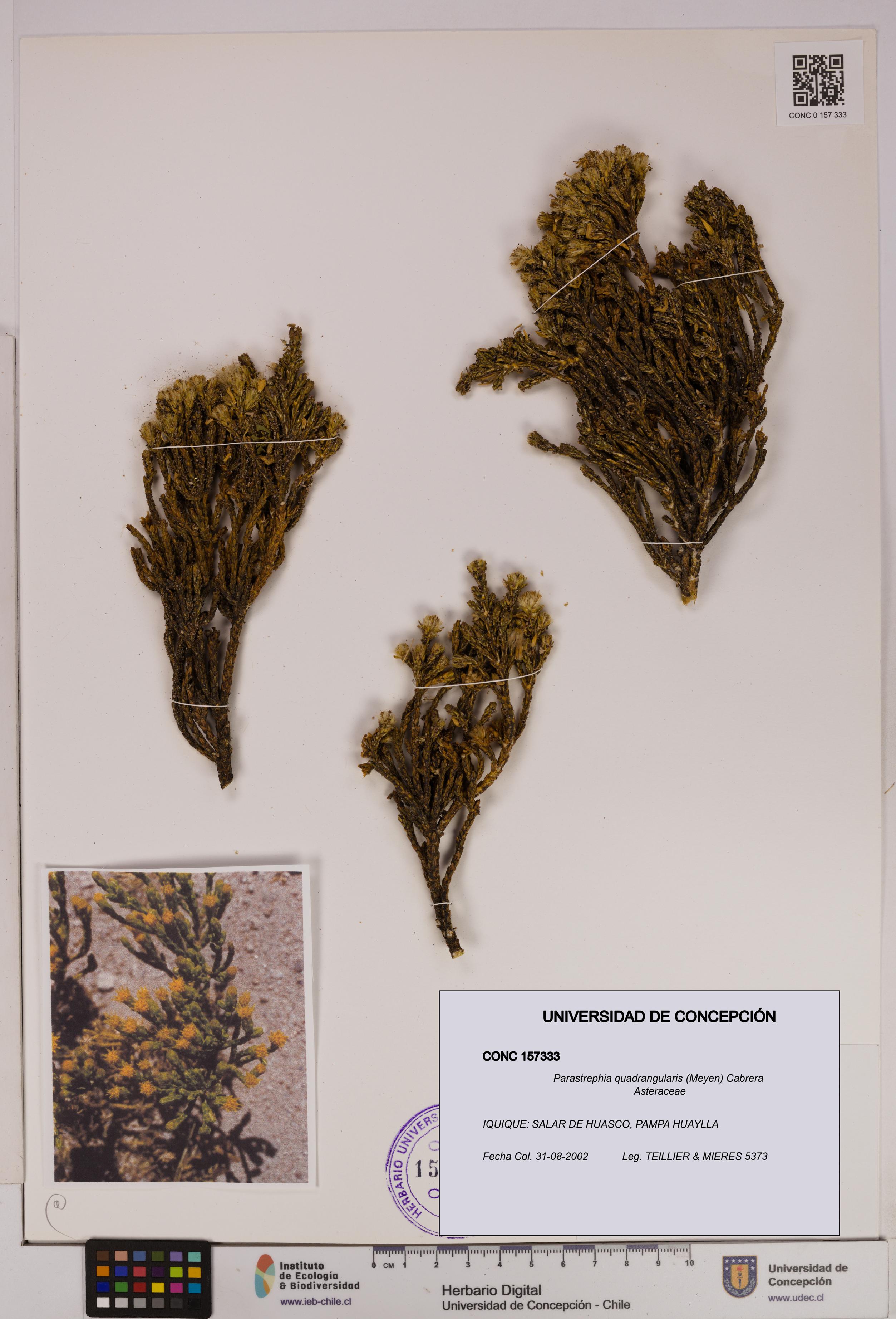 Parastrephia quadrangularis [Espécimen: UDEC:CONC:0157333]