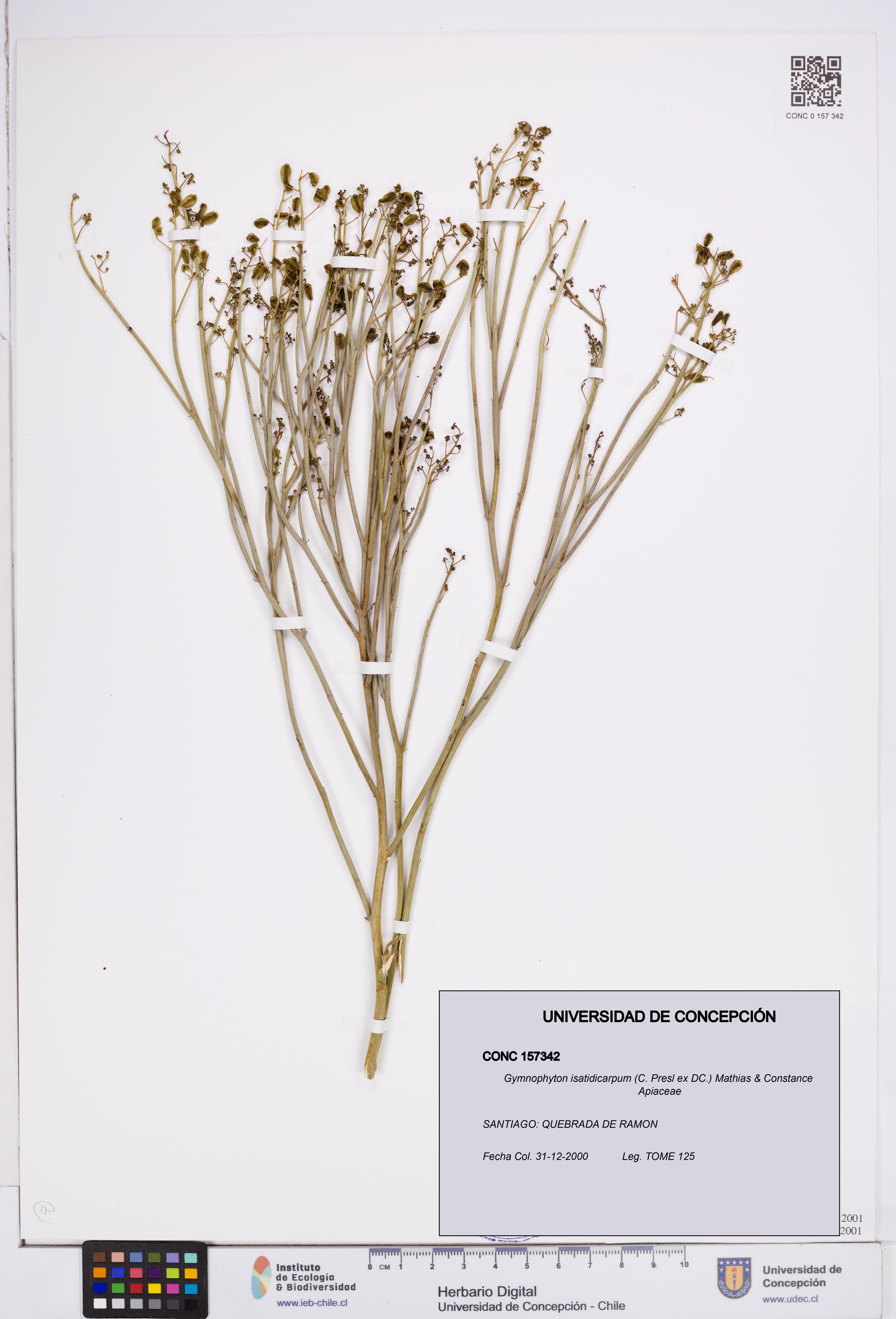 Gymnophyton isatidicarpum [Espécimen: ]
